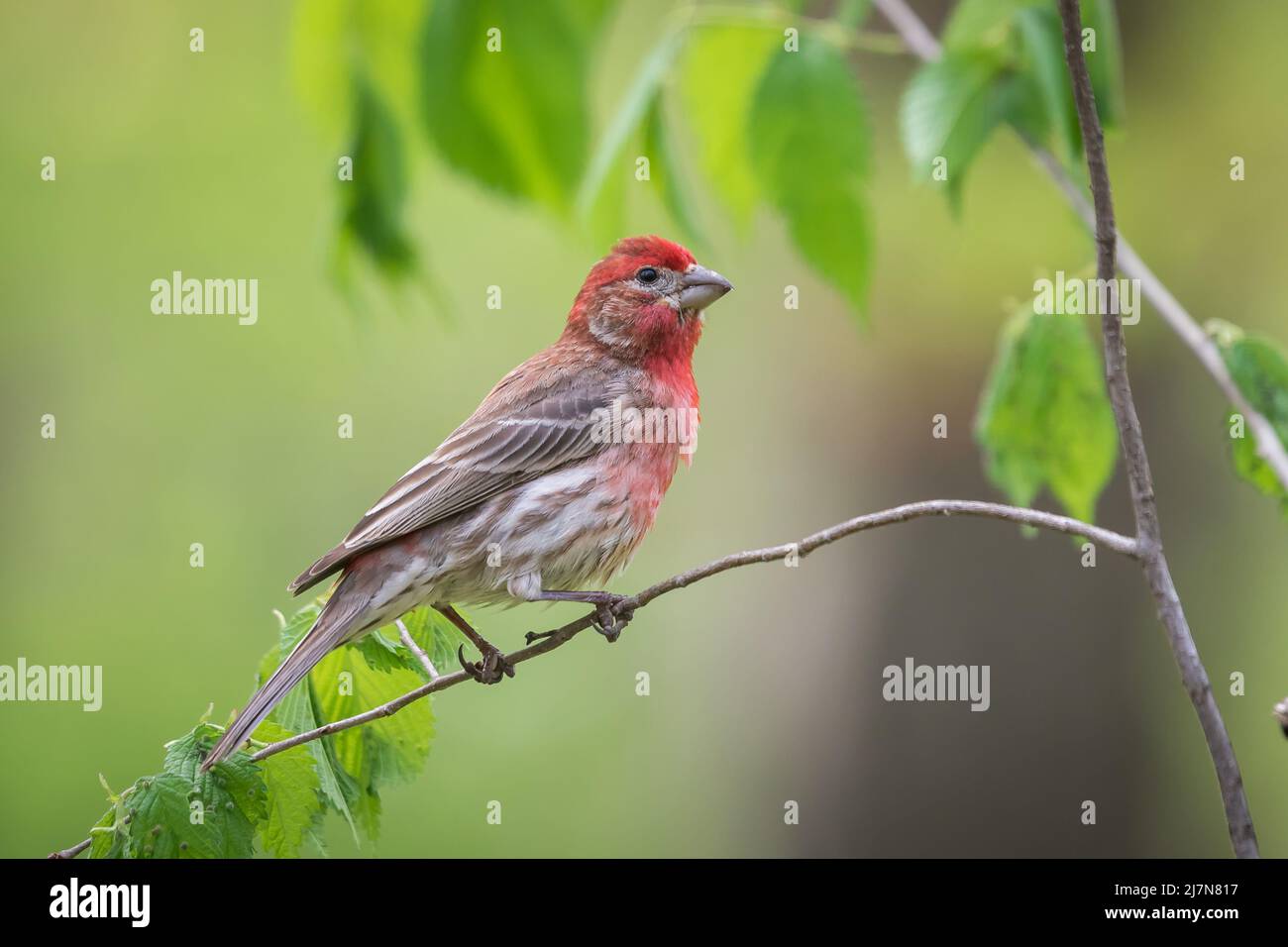 Mâle House Finch assis sur une branche en face d'un fond vert Banque D'Images