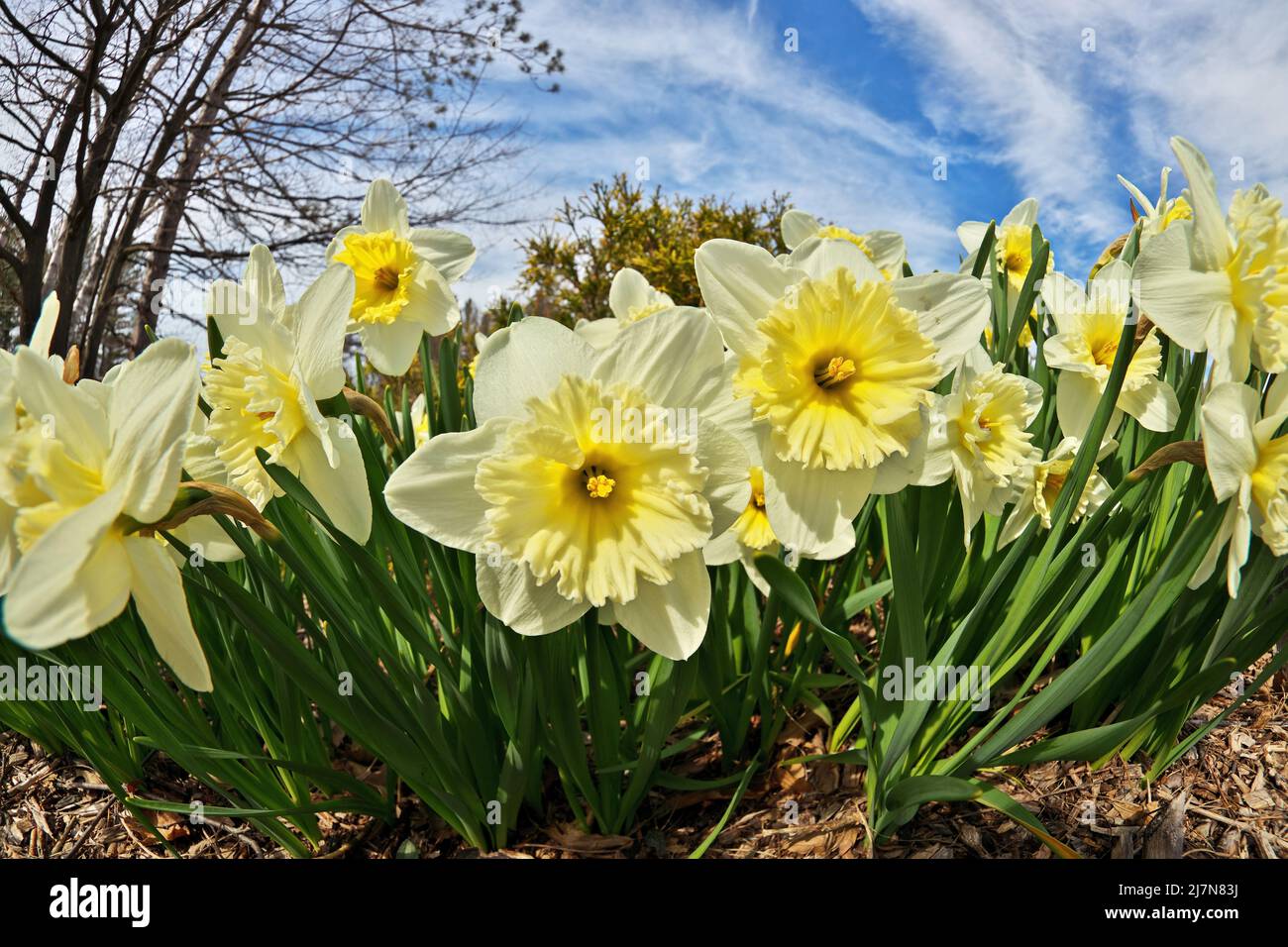 Les glaces jonquilles Narcissus le jour du printemps. Perspective Fisheye à angle bas spectaculaire. Banque D'Images