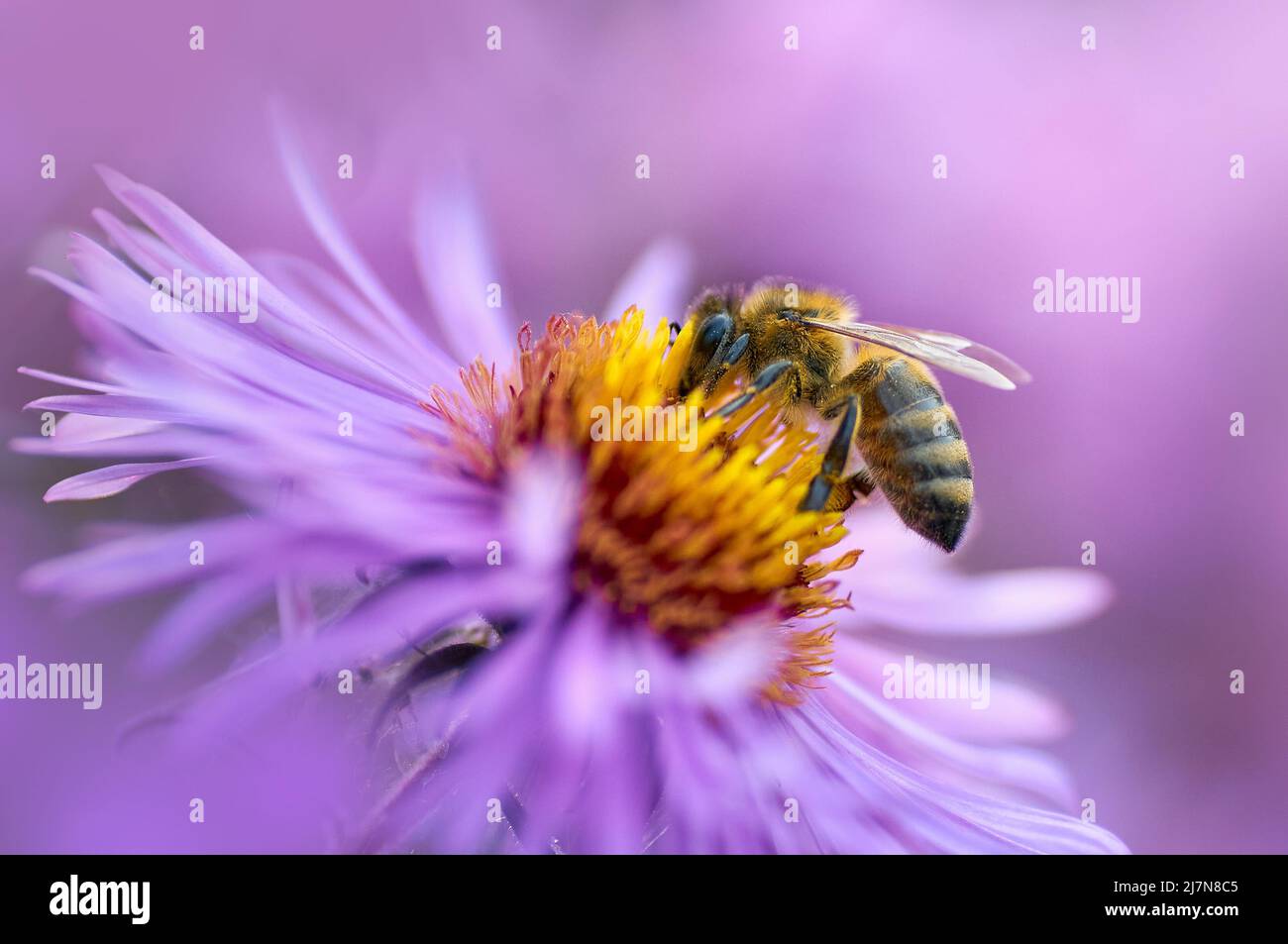 abeille recueille le miel sur une fleur pourpre Banque D'Images abeille recueille le miel sur une fleur pourpre Banque D'Images