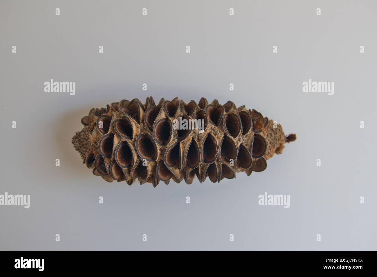 Gousse de graines séchées d'une banksia australienne isolée sur fond gris Banque D'Images