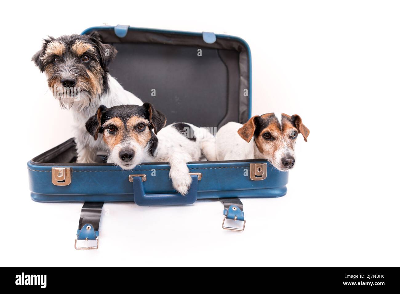 Vacances avec plusieurs chiens - Jack Russell Terrier. Prêt pour le voyage Banque D'Images