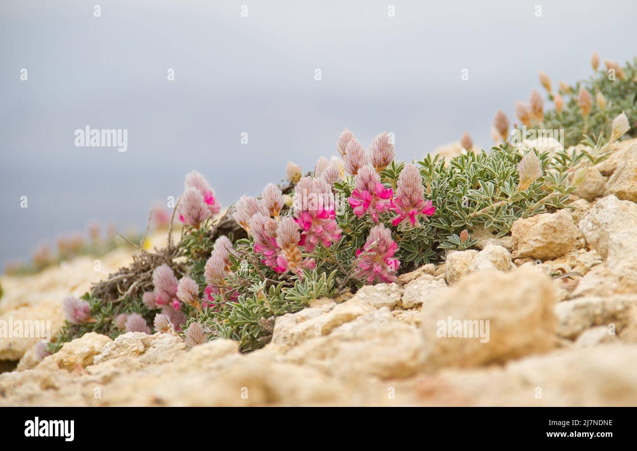 Ebony crétoise, un petit arbuste méditerranéen légumineuse aux fleurs rose vif, qui pousse dans un environnement rocheux Banque D'Images