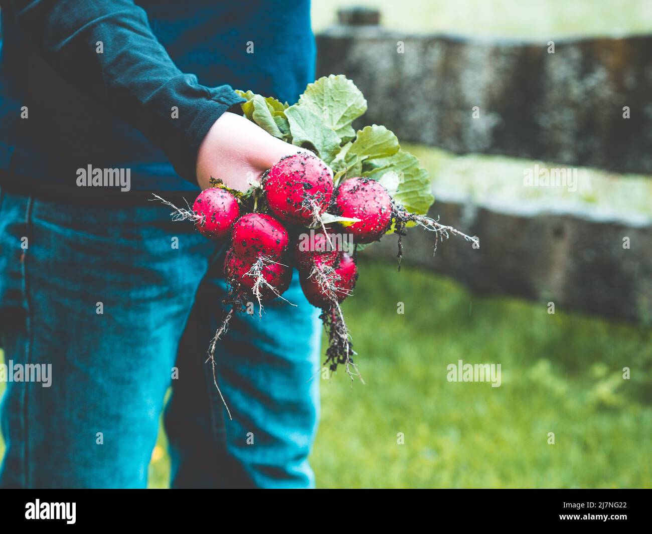 les agriculteurs tiennent un lot de radis entre les mains après avoir récolté des plantes maison, clôture de jardin à l'arrière-plan Banque D'Images