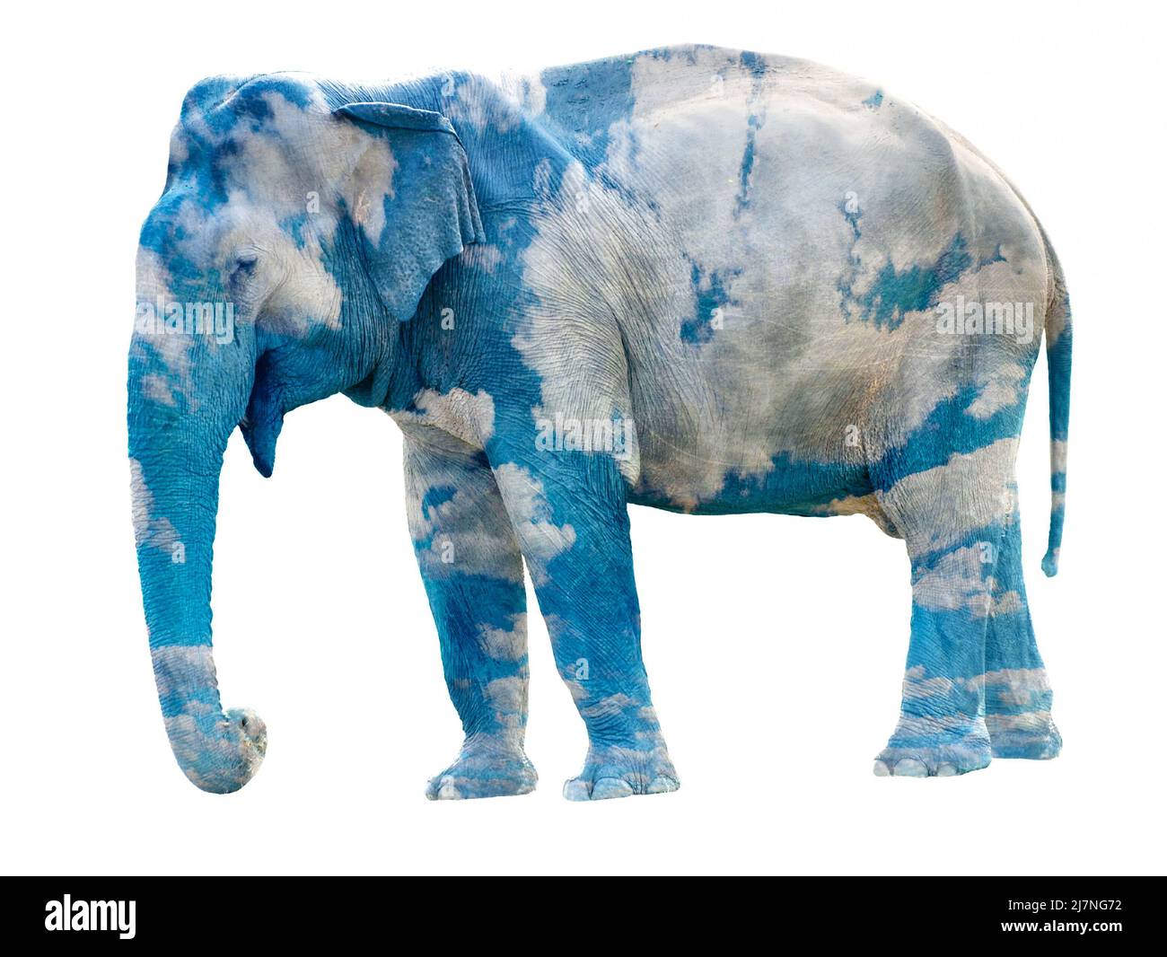 Éléphant indien femelle heureux avec texture bleu nuageux sur sa peau isolée sur blanc. Banque D'Images