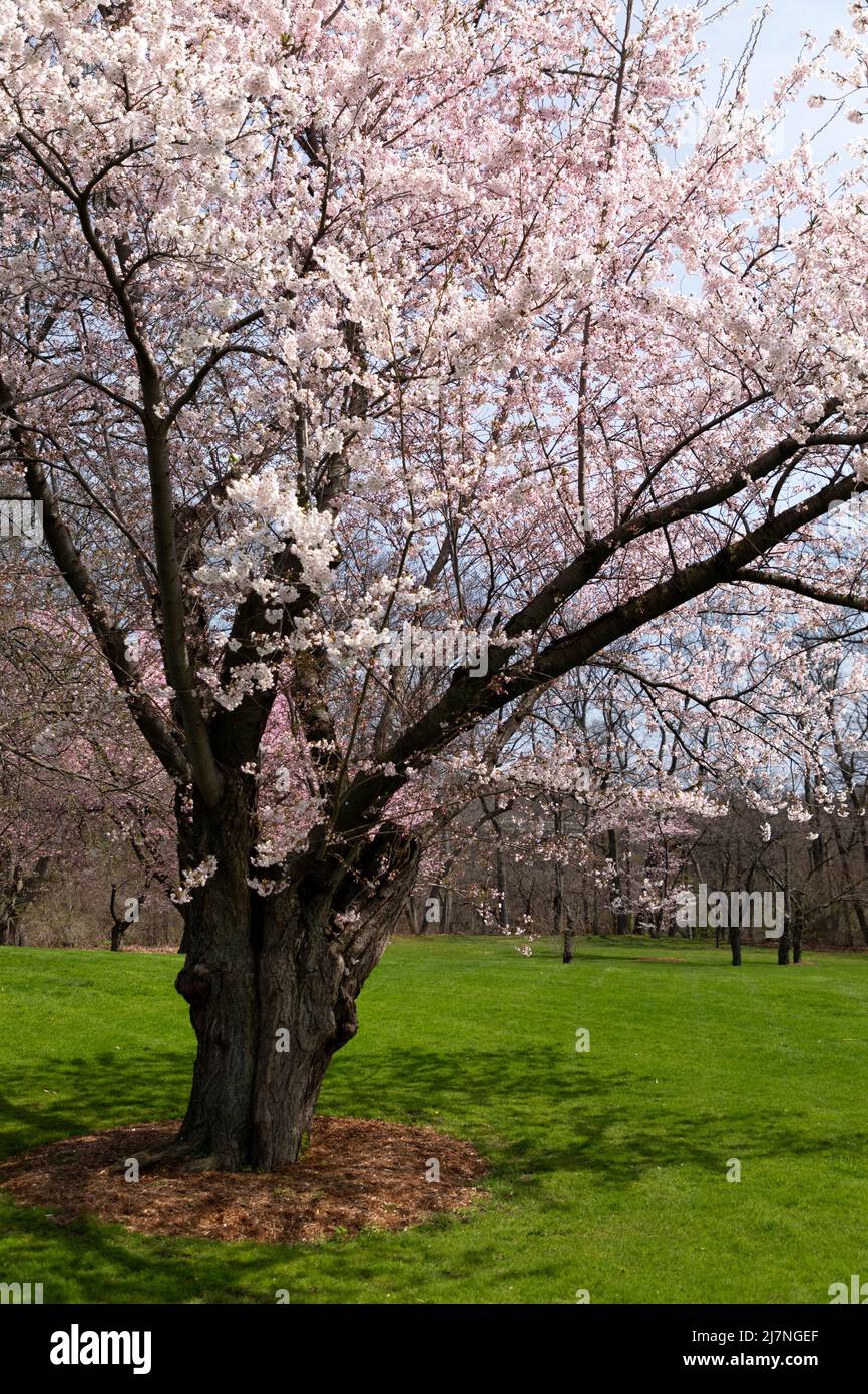 Cerisier Prunus x yedoensis ‘AKEBONO ‘ en pleine floraison. Jardins botaniques royaux Hamilton Ontario Canada. Banque D'Images