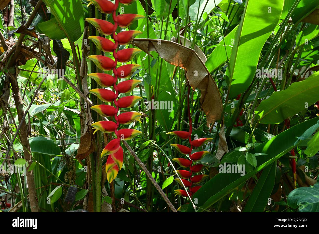 Une plante fausse oiseau de paradis avec une inflorescence de fleurs orientée vers le bas (Heliconia rostrata) Banque D'Images Une plante fausse oiseau de paradis avec une inflorescence de fleurs orientée vers le bas (Heliconia rostrata) Banque D'Images