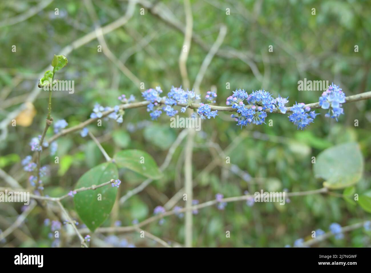 Un petit groupe de fleurs sauvages de couleur pourpre à la surface d'une tige de plante sauvage Banque D'Images