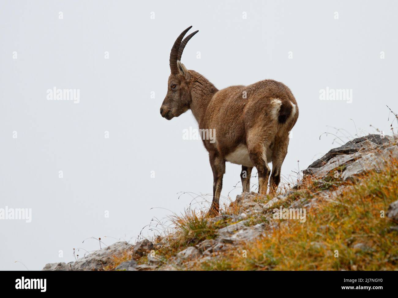 Toute l'élégance de l'ibex alpin sur la crête de la montagne - Capra ibex Banque D'Images