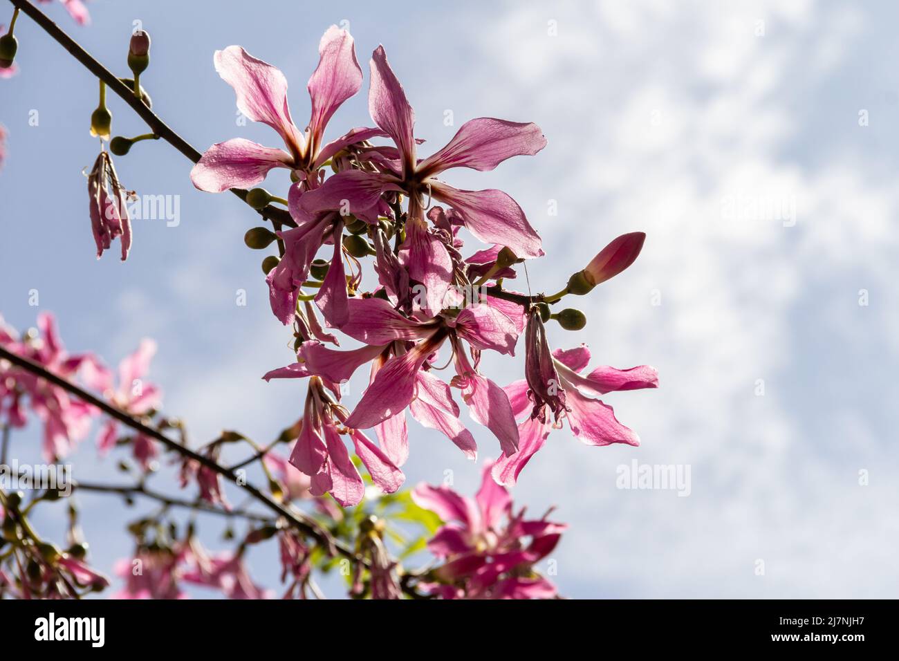 Goias, Brésil – 04 mai 2022 : détail des branches d'un arbre rempli de fleurs roses. Communément appelé « menti ». Ceiba speciosa. Banque D'Images