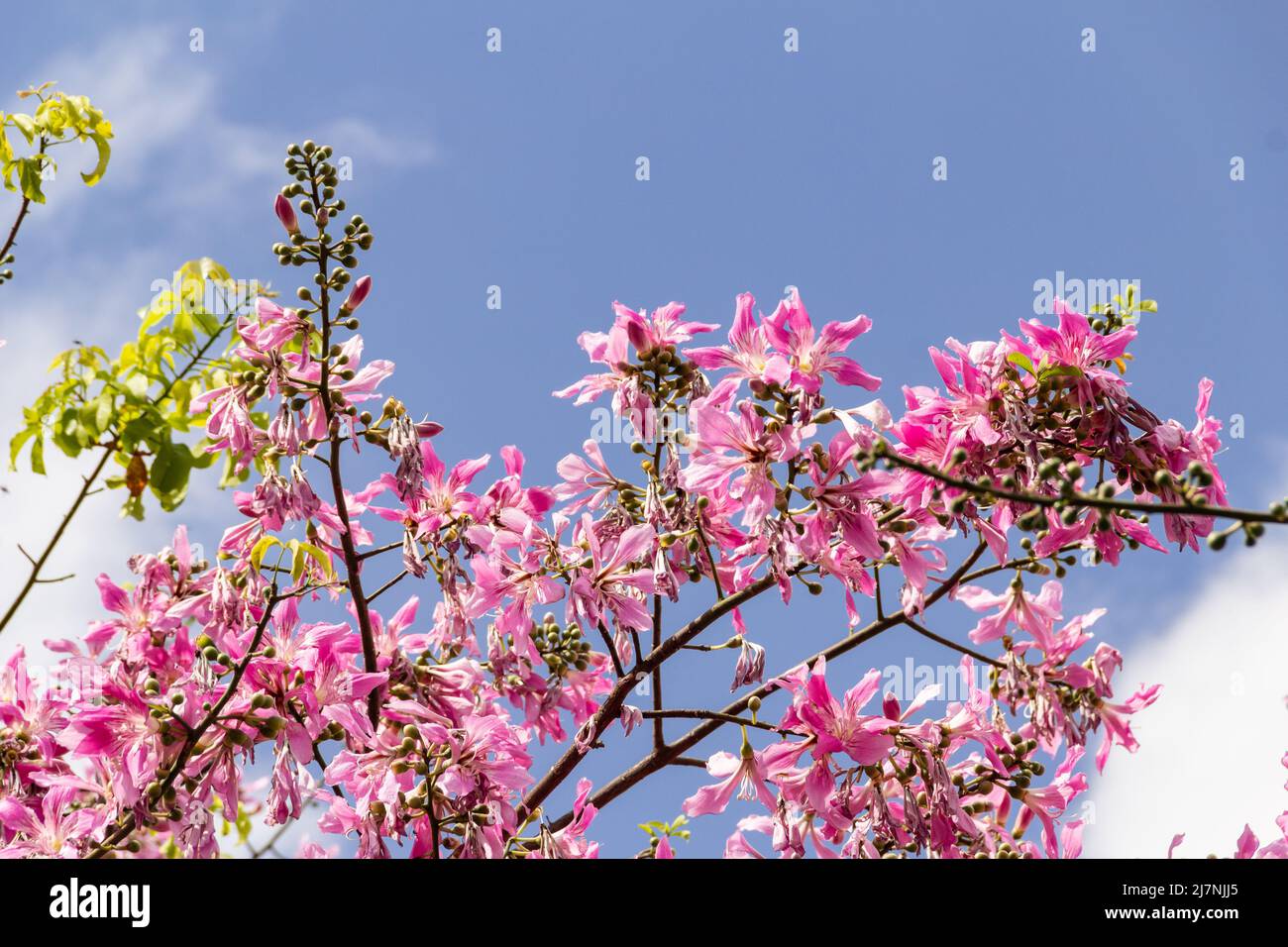 Goias, Brésil – 04 mai 2022 : détail des branches d'un arbre rempli de fleurs roses. Communément appelé « menti ». Ceiba speciosa. Banque D'Images