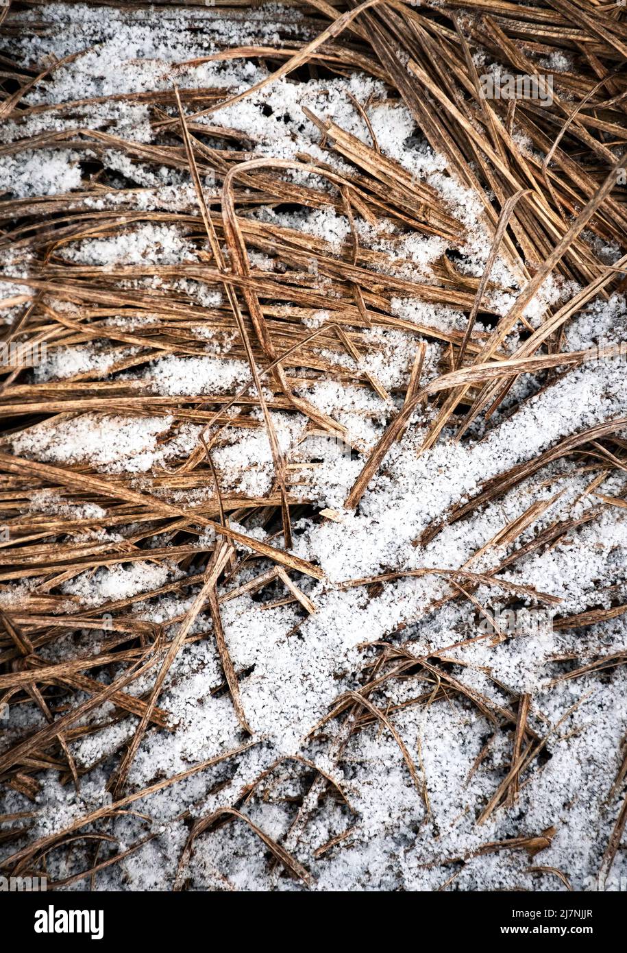 fond saisonnier herbe sèche arrosée de neige Banque D'Images