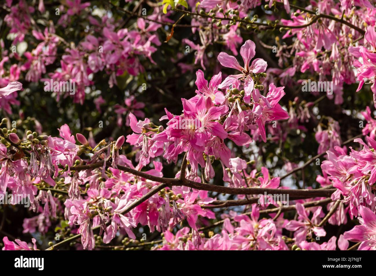 Goias, Brésil – 04 mai 2022 : détail des branches d'un arbre rempli de fleurs roses. Communément appelé « menti ». Ceiba speciosa. Banque D'Images