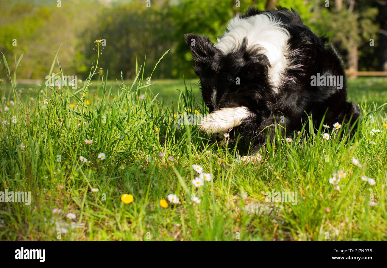 Bordure drôle chien de chiot de collie est honteux après avoir fait des problèmes Banque D'Images