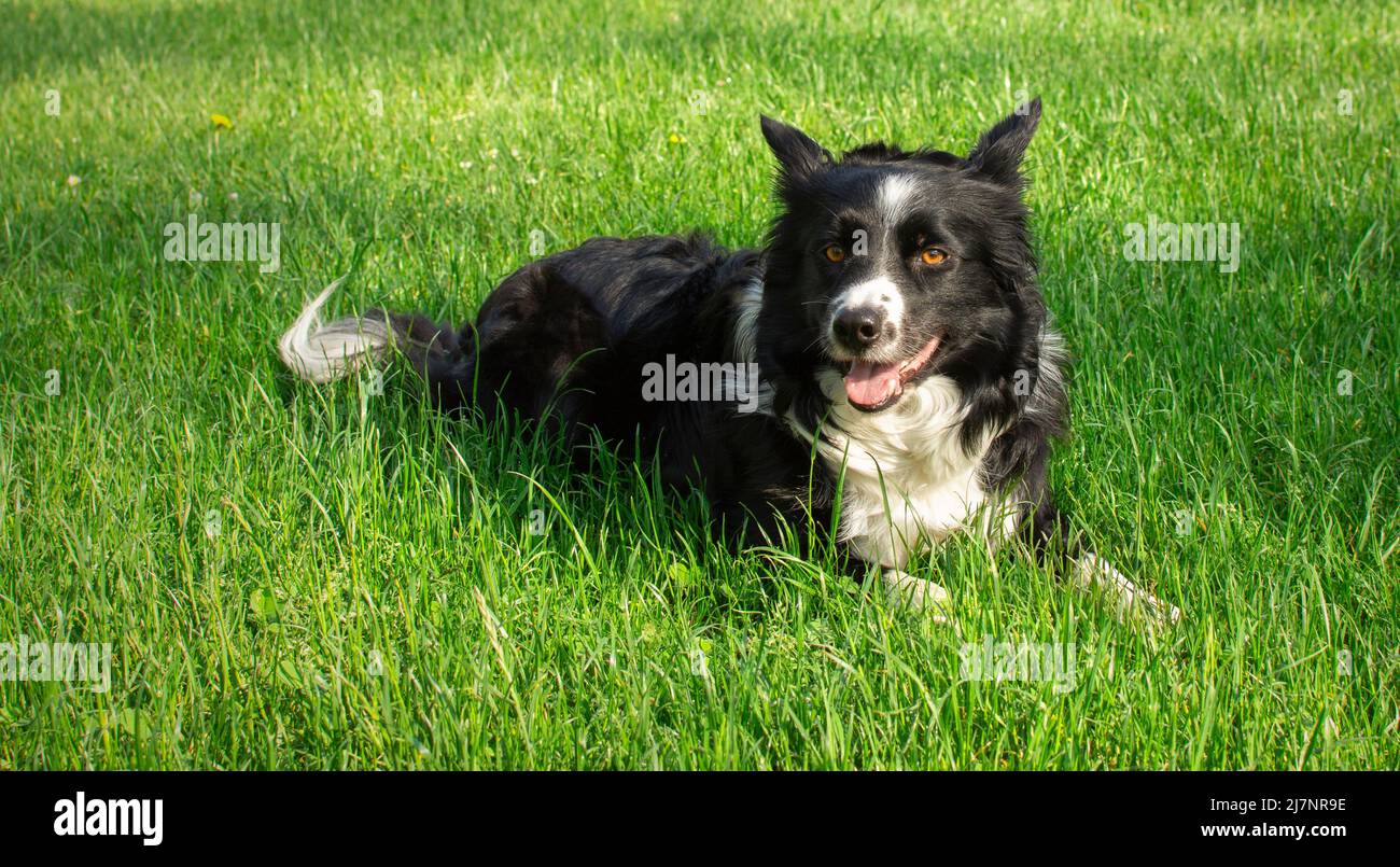 Un joli chien collie à bordure de chiot se détend dans l'herbe verte Banque D'Images