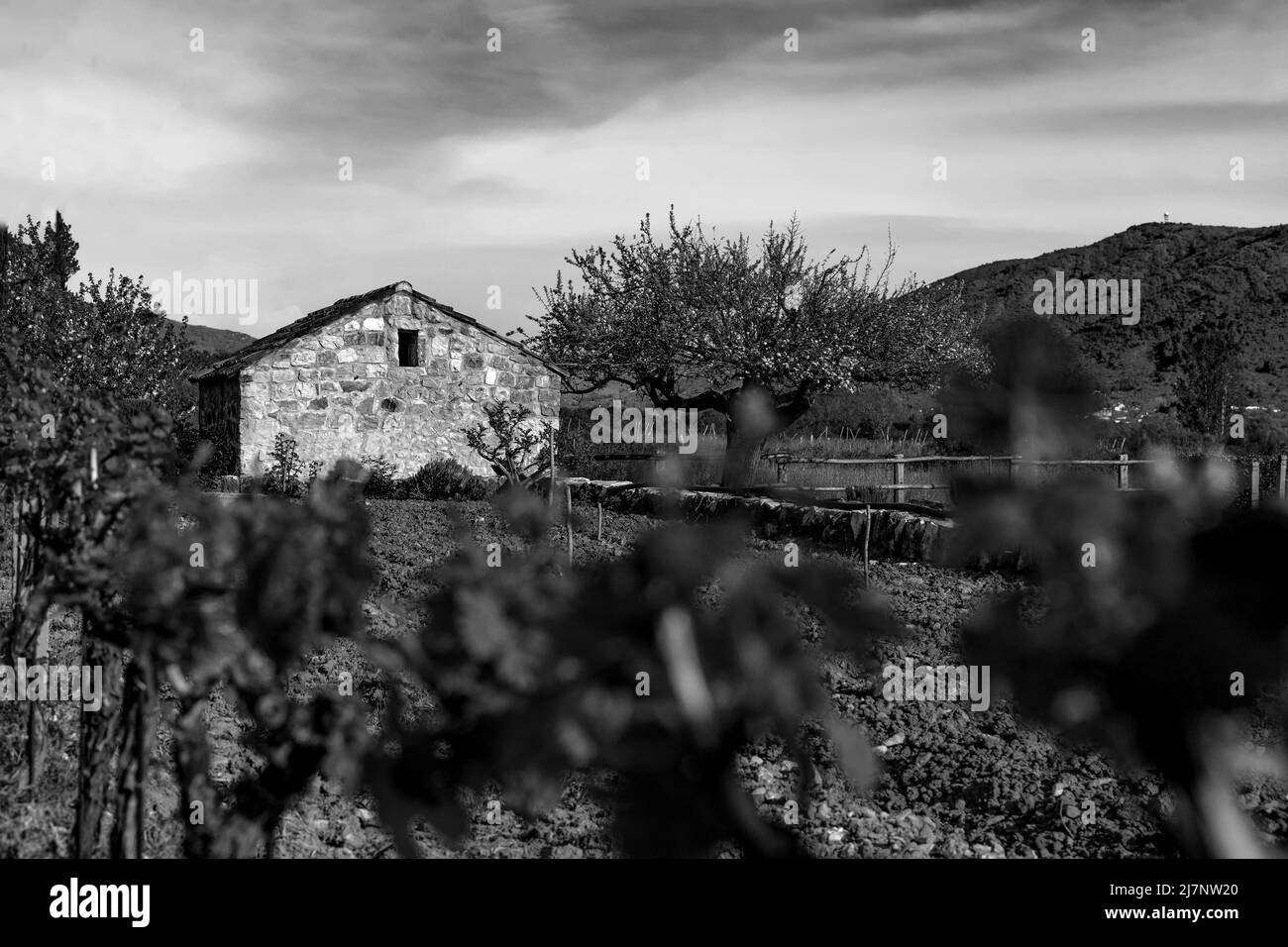 Ancienne grange de ferme en pierre dans le vignoble de printemps. Europe. Banque D'Images