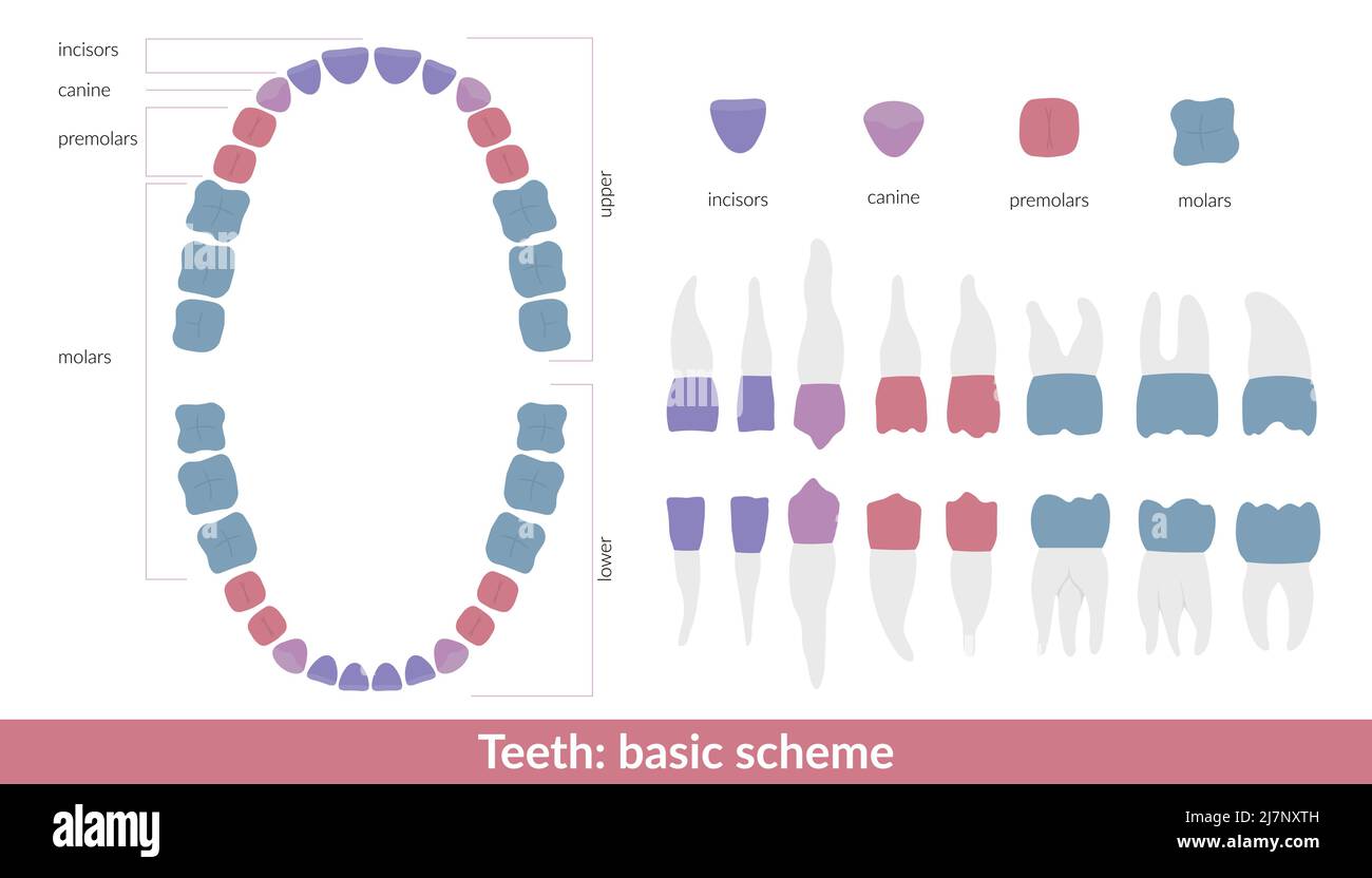 Tableau de l'anatomie des dents et des mâchoires dentaires. Le schéma de couleur des dents humaines comprend les incisives, les canines, les molaires et les prémolaires. Illustration de Vecteur