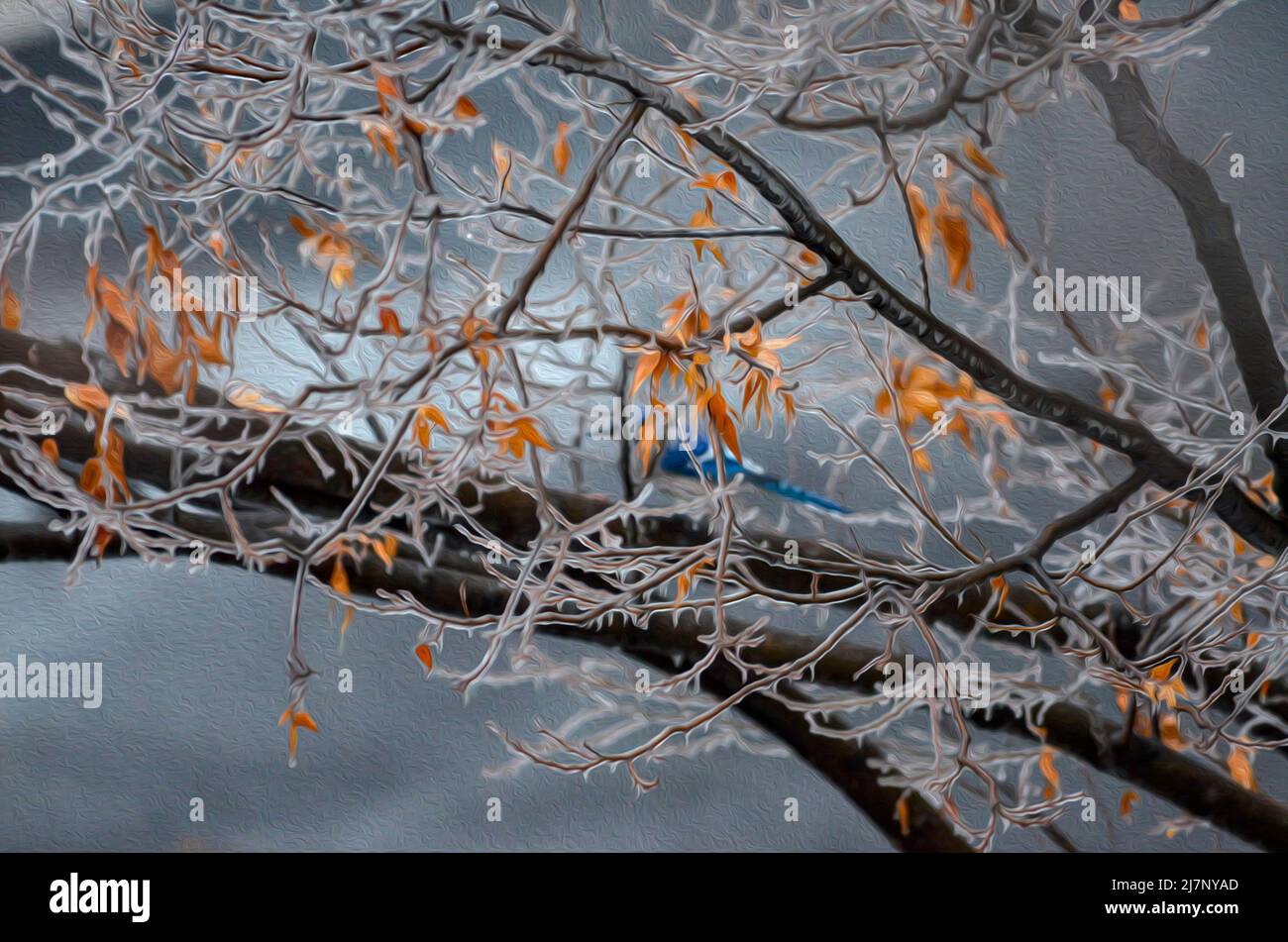 Gros plan sur un oiseau bluejay perché sur une branche d'arbre. Des branches d'arbre surgelées obstruent la vue. Banque D'Images