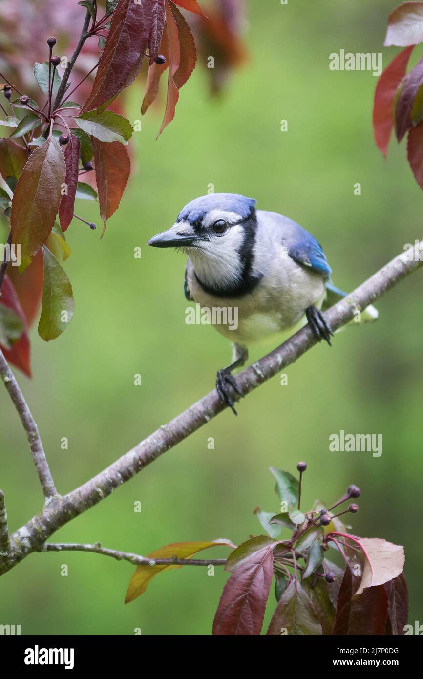 Geai bleu assis sur une branche de pomme de crabe avec fond vert Banque D'Images