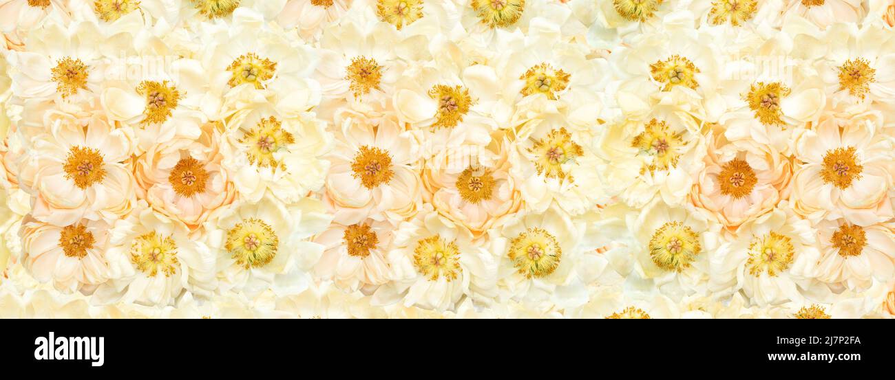 Fleurs de pivoine. Décor floral pastel Banque D'Images