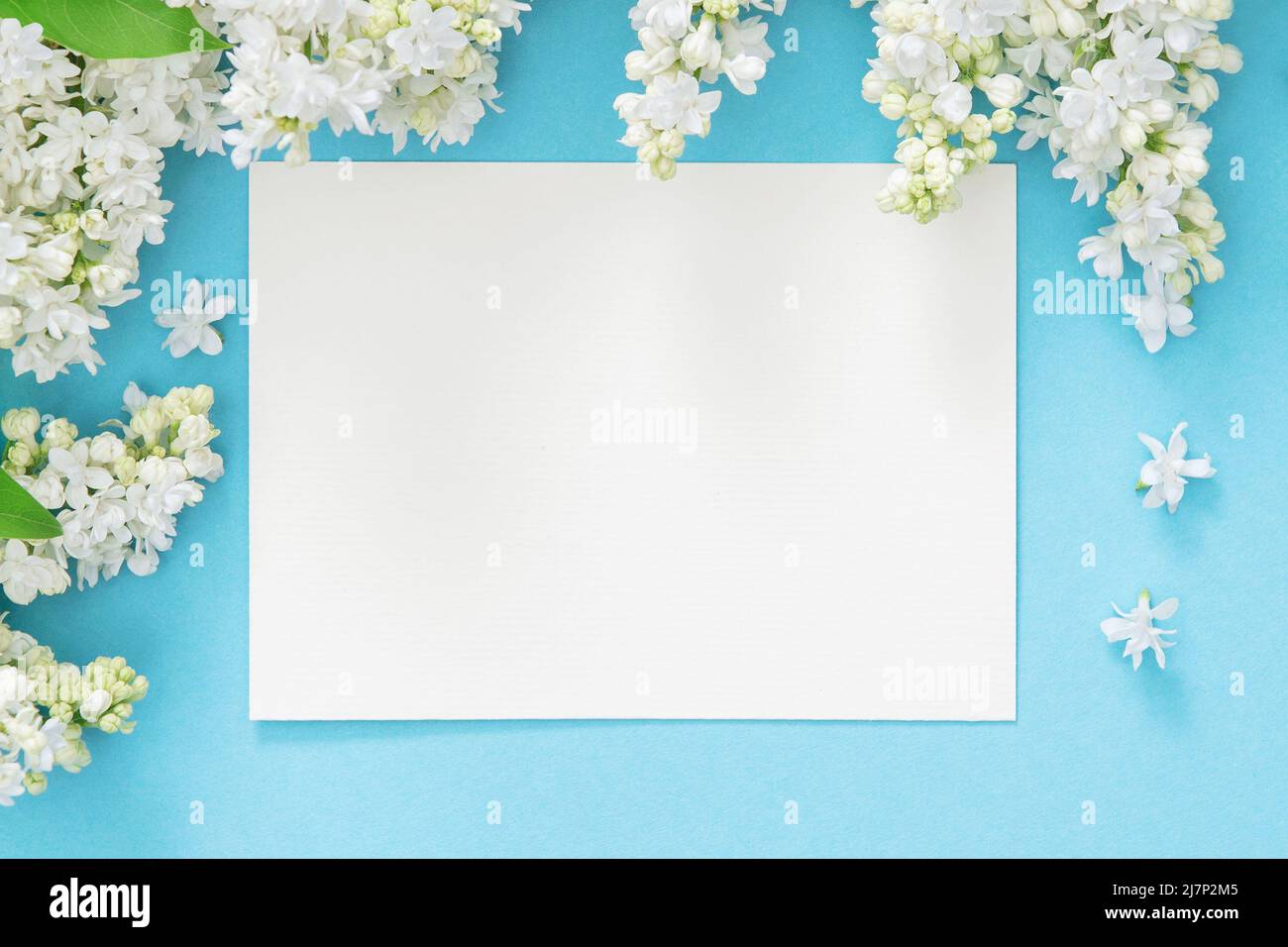 Fond floral. Fleurs lilas avec carte de voeux vide sur bleu Banque D'Images
