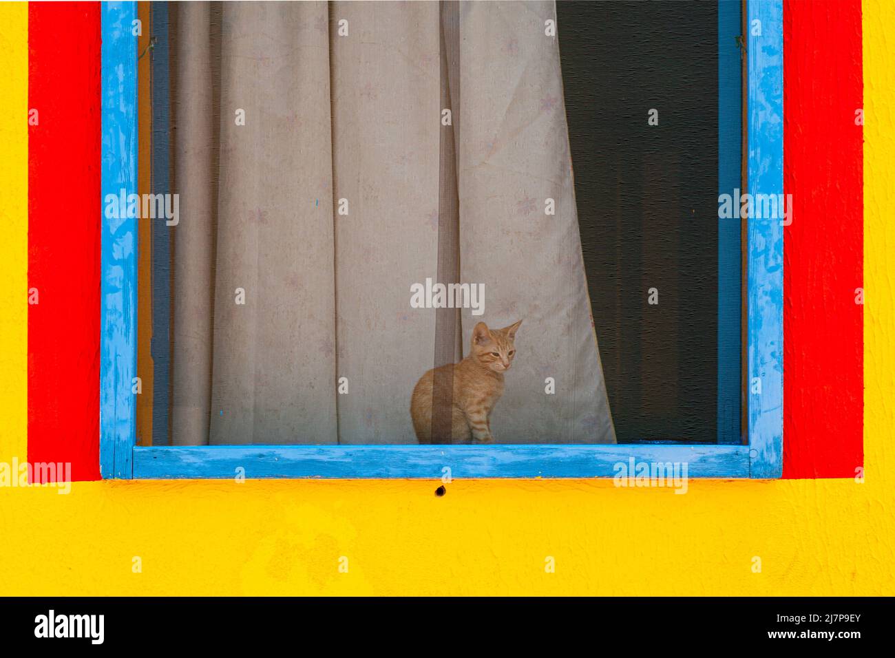 Chat assis derrière la fenêtre d'une maison colorée peinte de couleurs jaune, rouge et bleu Banque D'Images Chat assis derrière la fenêtre d'une maison colorée peinte de couleurs jaune, rouge et bleu Banque D'Images