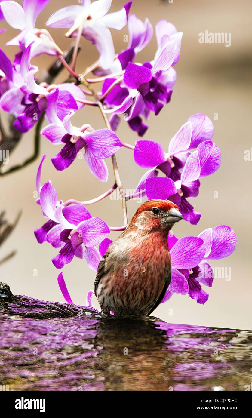 Le finch à tête rouge se baignant dans un trou d'eau à proximité. Banque D'Images