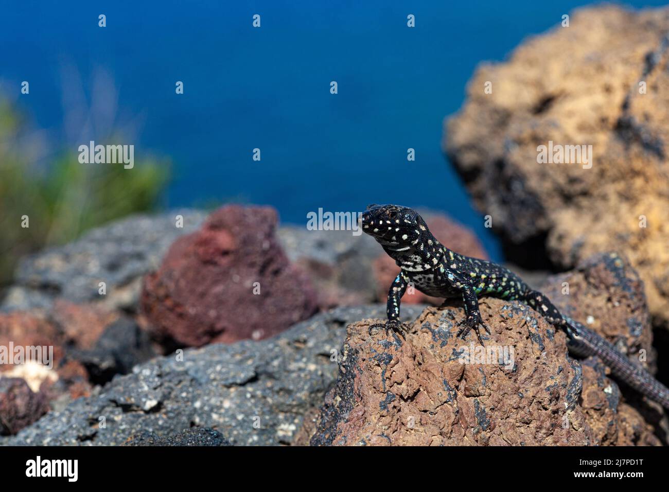 Gros plan du lézard de filfola ou du lézard de mur maltais sur la pierre de lave de Linosa, île de Pelagie. Sicile Banque D'Images Gros plan du lézard de filfola ou du lézard de mur maltais sur la pierre de lave de Linosa, île de Pelagie. Sicile Banque D'Images