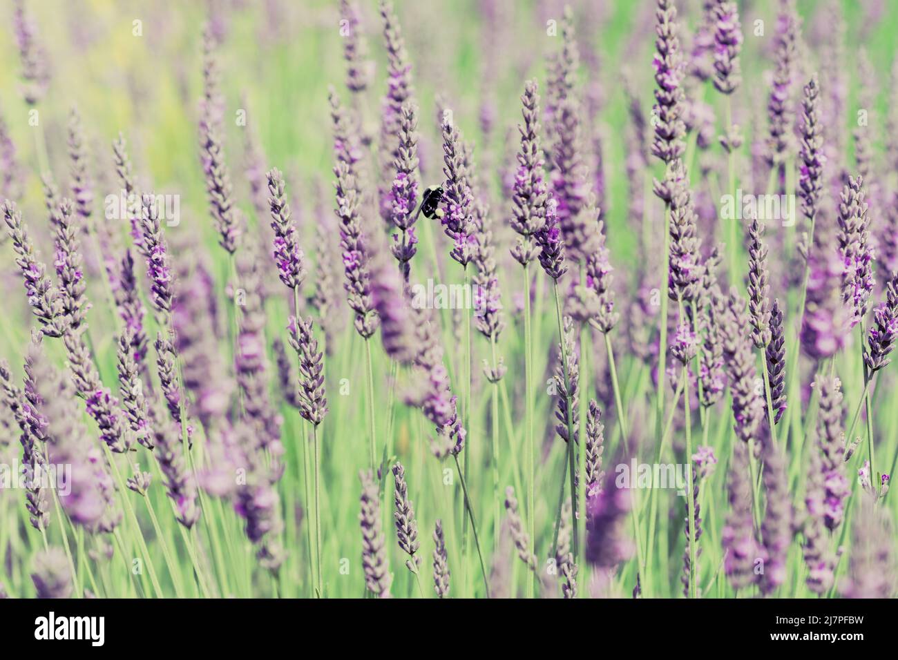 Gros plan d'une abeille sur des fleurs de lavande pourpre à Sequim, WA Banque D'Images