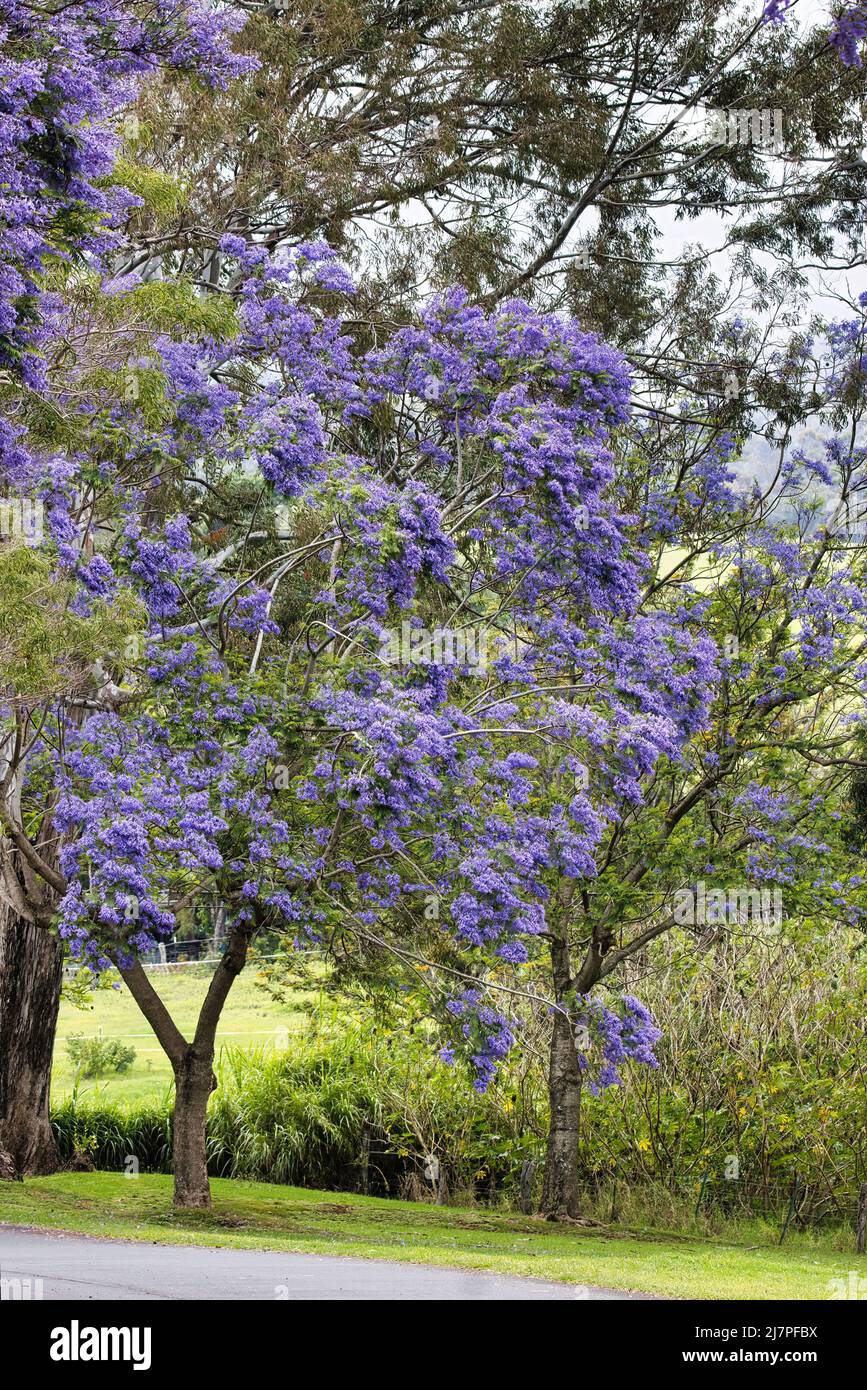 Magnifiques arbres jacaranda fleuris dans le nord de maui. Banque D'Images