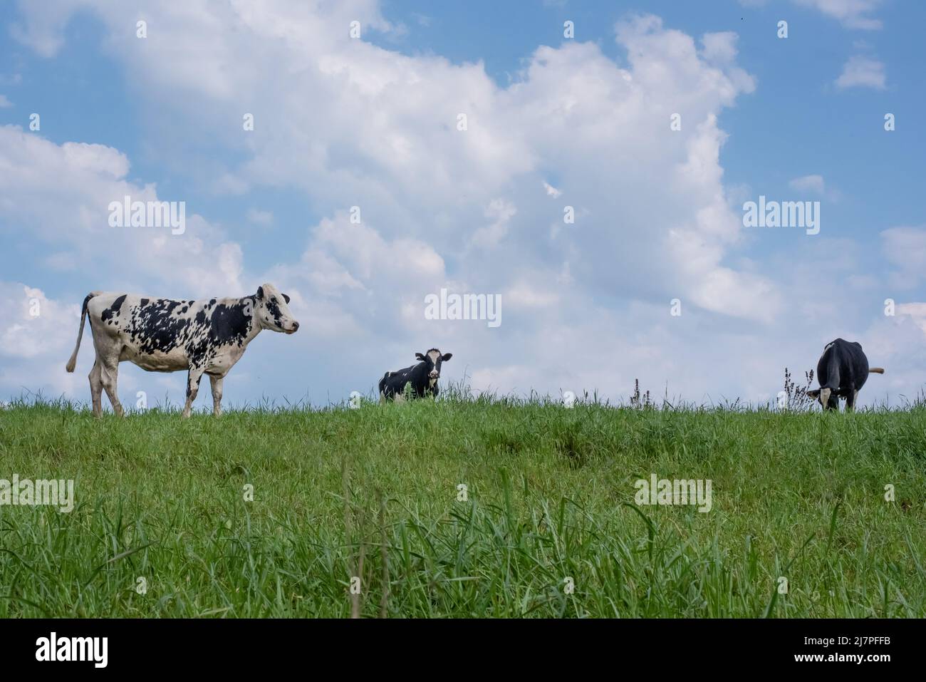 Trois vaches tachetées noires et blanches Banque D'Images