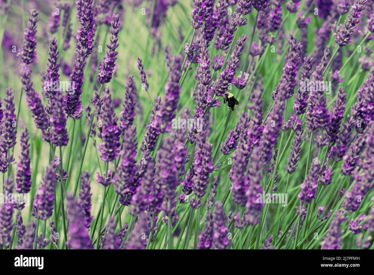 Gros plan de lavande violet foncé avec abeille à Sequim, WA Photo Stock -  Alamy