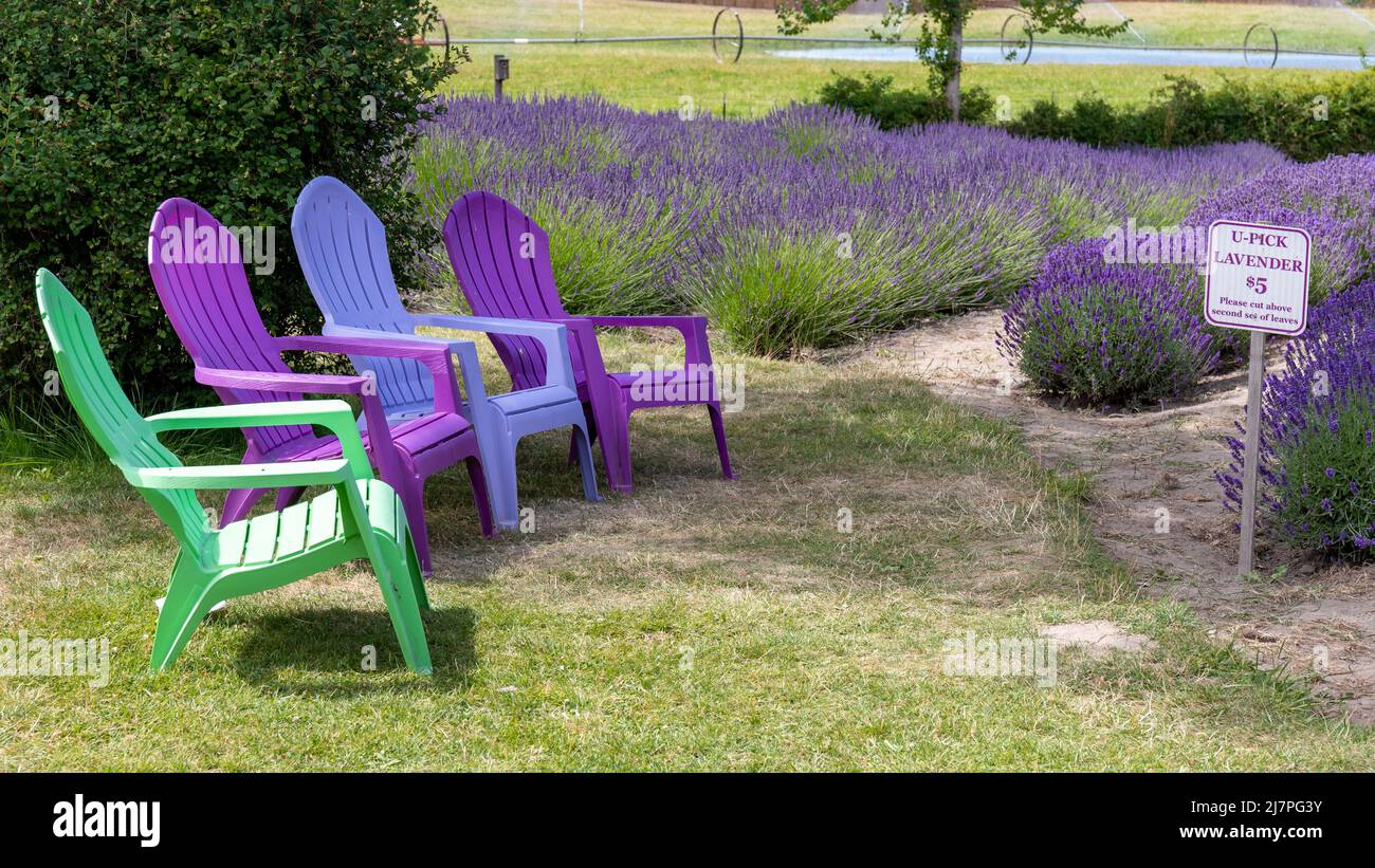 Chaises Adirondack violet et vert colorées à une ferme de lavande U-Pick à Sequim, WA Banque D'Images