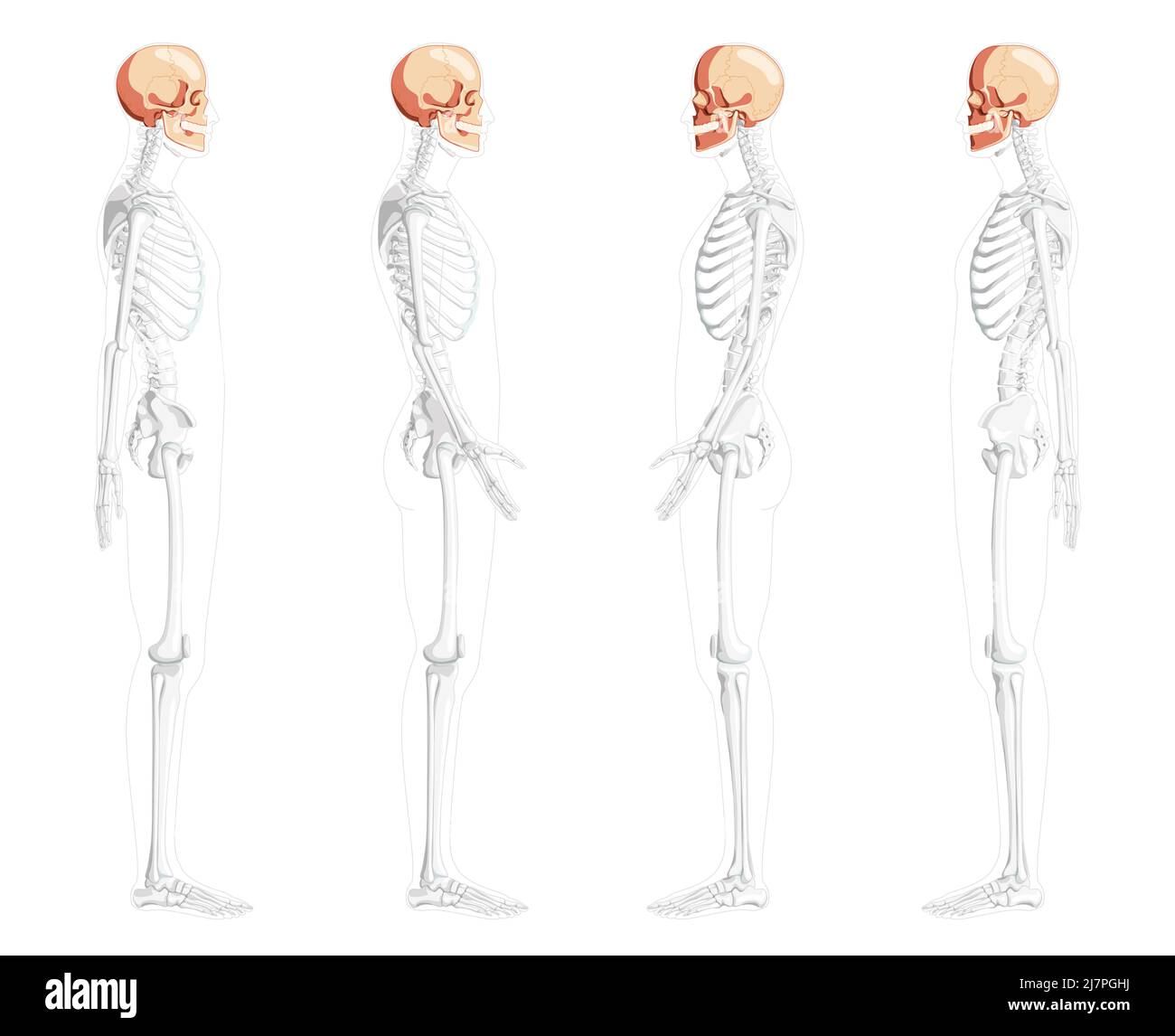 Ensemble de tête humaine crâne vue latérale du squelette avec les mains avant arrière partiellement transparent position du corps. Anatomiquement correct. Bosse réaliste 3D plat de couleur naturelle concept illustration vectorielle isolée Illustration de Vecteur