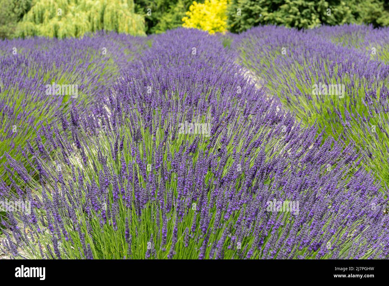 Champ de lavande violet avec abeilles à Sequim, WA Banque D'Images
