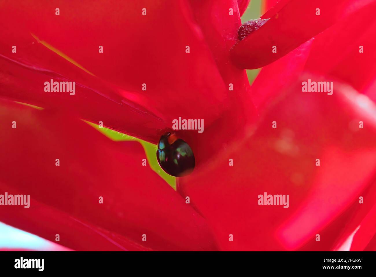 Coccinelle en acier bleu brillant et métallique perchée sur une héliconie rouge vif. Banque D'Images
