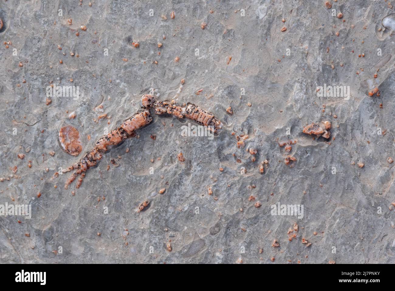 Fossiles de crinoïdes, Cataract Canyon, Utah. Banque D'Images