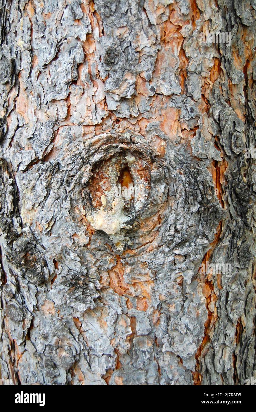 Arrière-plan texturé brun et gris écorce d'arbre avec nœud en bois de la branche élagué Banque D'Images