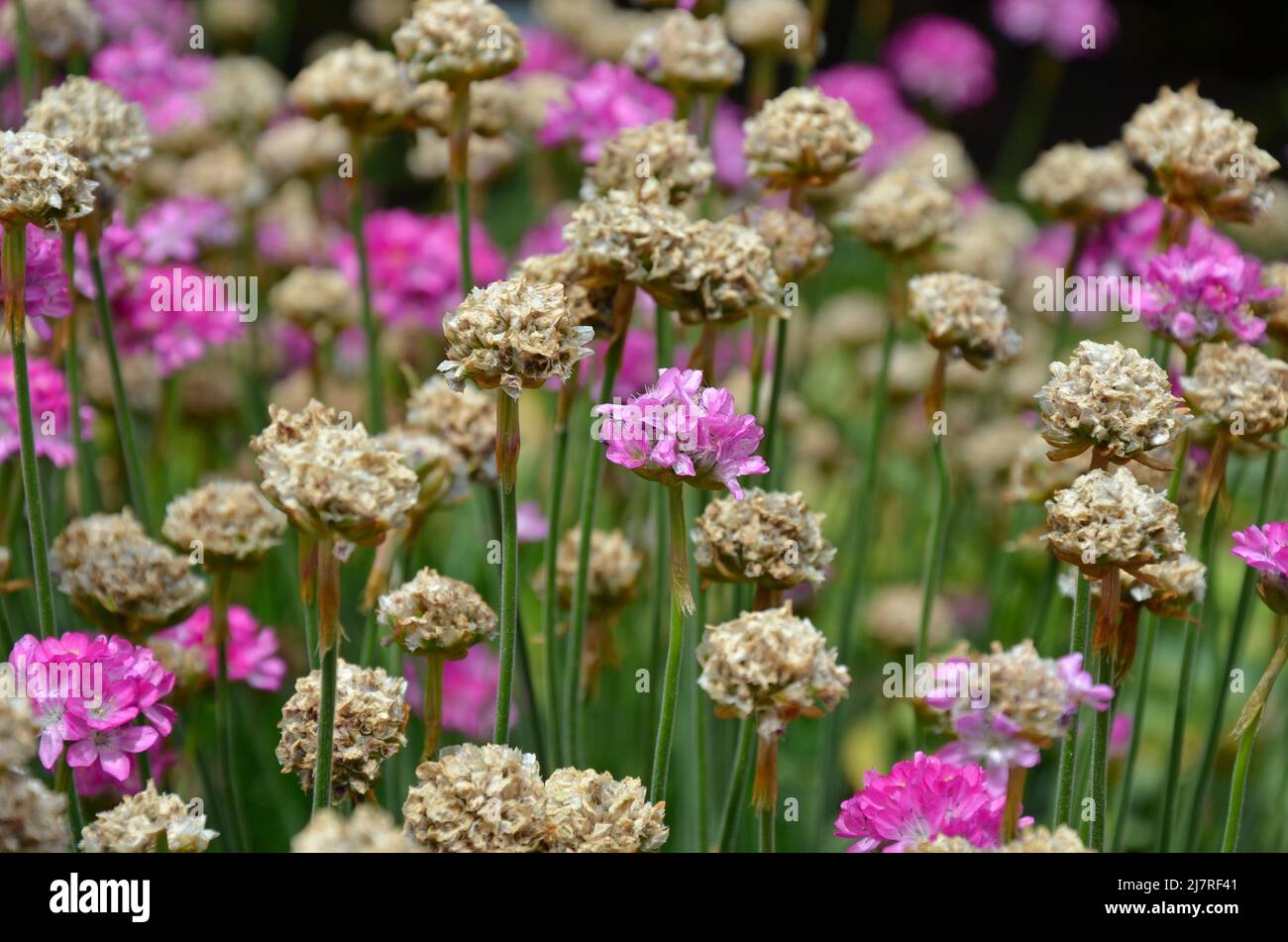 Jardin de fleurs d'armeria rose et marron Banque D'Images