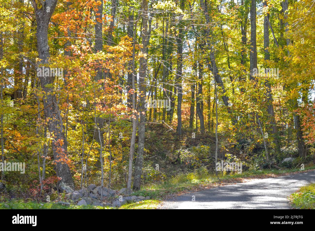 Magnifique automne Foliage lac automne automne AUTOMNE PARC d'automne Banque D'Images