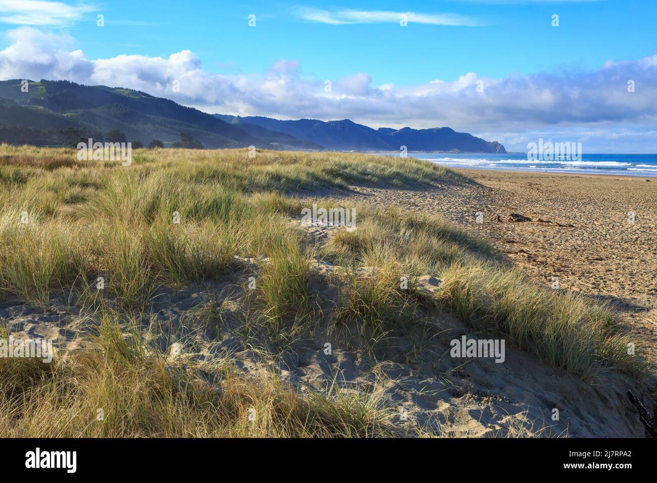 Ocean Beach dans la région de Hawke's Bay, Nouvelle-Zélande. L'herbe de maram pousse dans les dunes. À l'horizon se trouve Cape kidnappers Banque D'Images