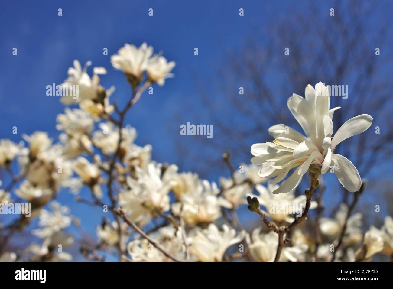 Magnifique Magnolia X Loebneri encore fleurs contre ciel bleu profond Banque D'Images