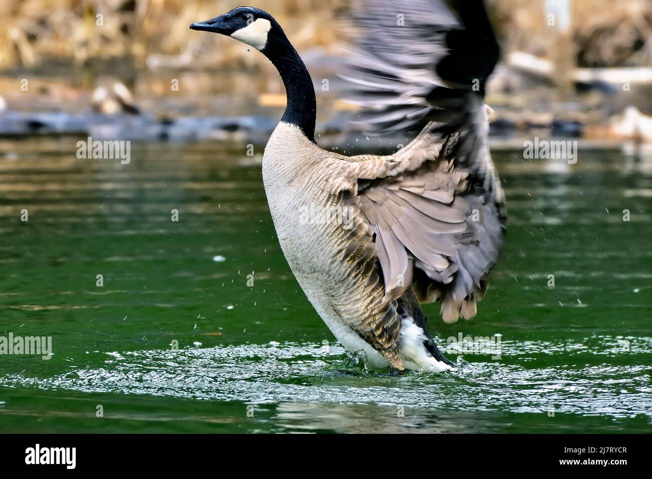 Une Bernache du Canada adulte, Branta canadensis, qui enforme ses ailes dans un étang d'eau dans les régions rurales du Canada de l'Alberta Banque D'Images