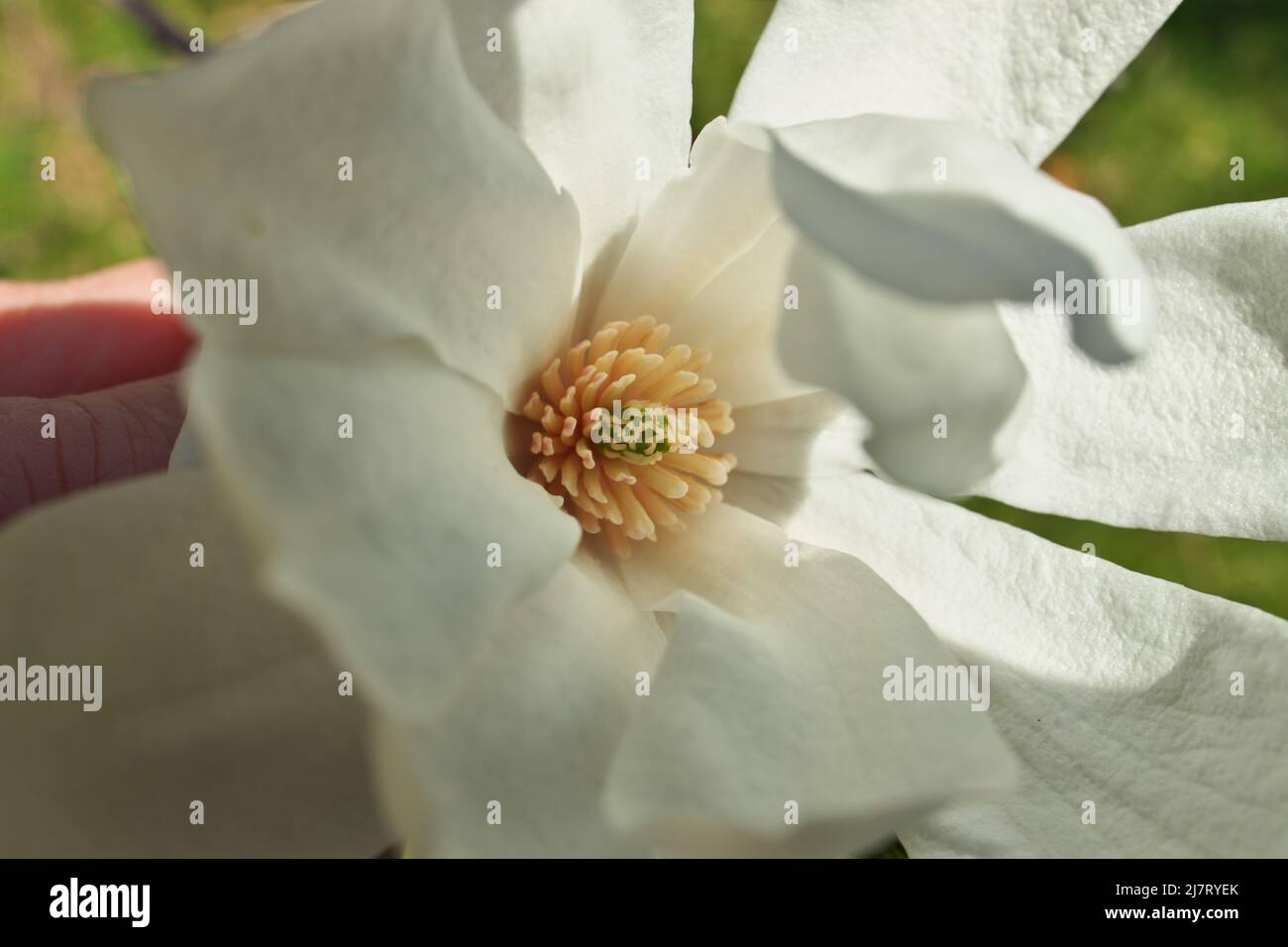 Gros plan de main tenant Magnolia X Loebneri encore Flower Blossom Banque D'Images