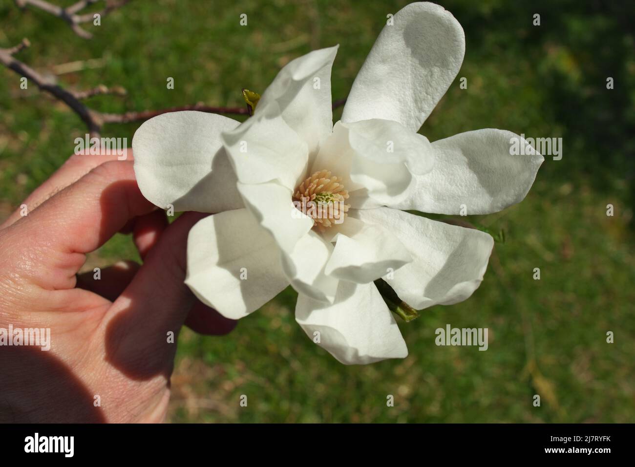 Gros plan de main tenant Magnolia X Loebneri encore Flower Blossom Banque D'Images