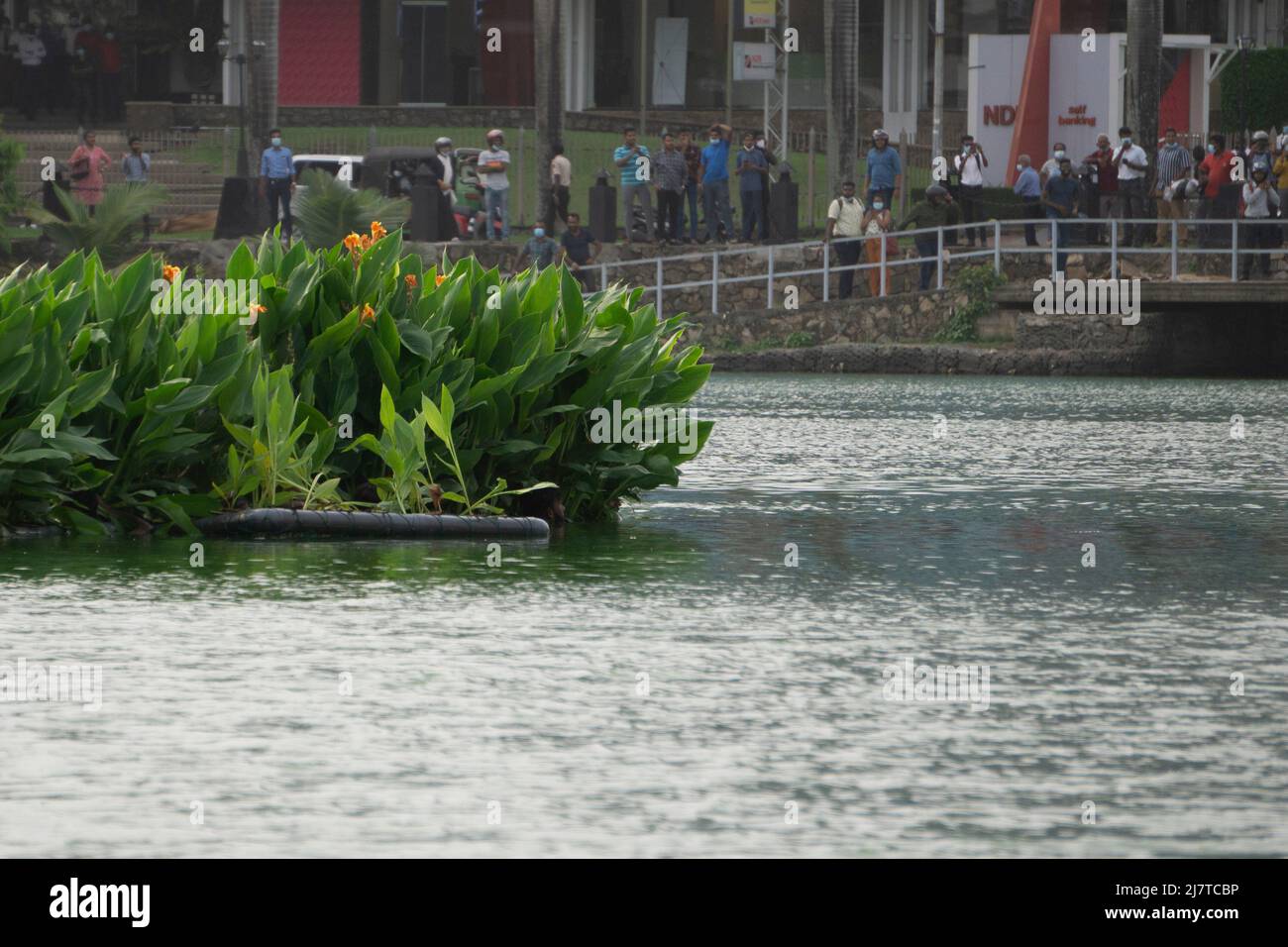 Colombo, Sri Lanka.9th mai 2022. Des manifestants anti-gouvernement furieux ont poussé des dizaines de personnes dans le lac Beira peu profond près des arbres du Temple. Banque D'Images