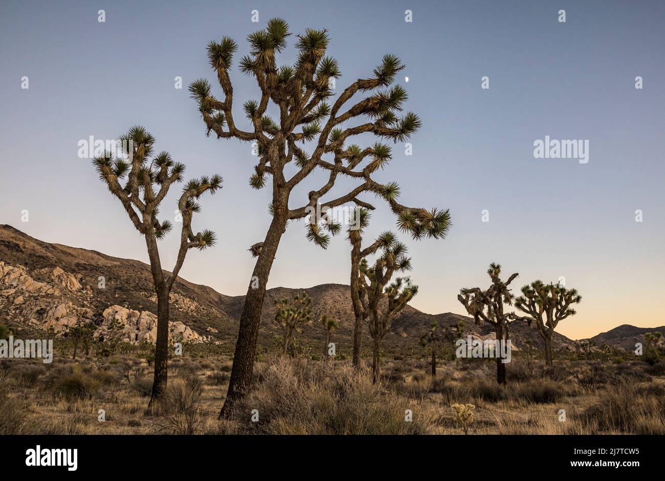 Joshua Trees et le ciel bleu au crépuscule dans le parc national de Joshua Tree. Banque D'Images