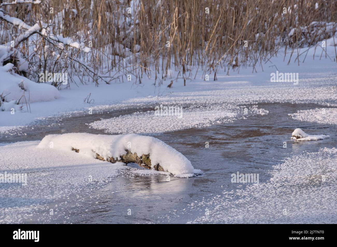 Paysage d'hiver de la rivière Lesna gelée en journée ensoleillée avec neige sèche de roseaux enveloppée en premier plan, forêt de Bialowieza, Pologne, Europe Banque D'Images