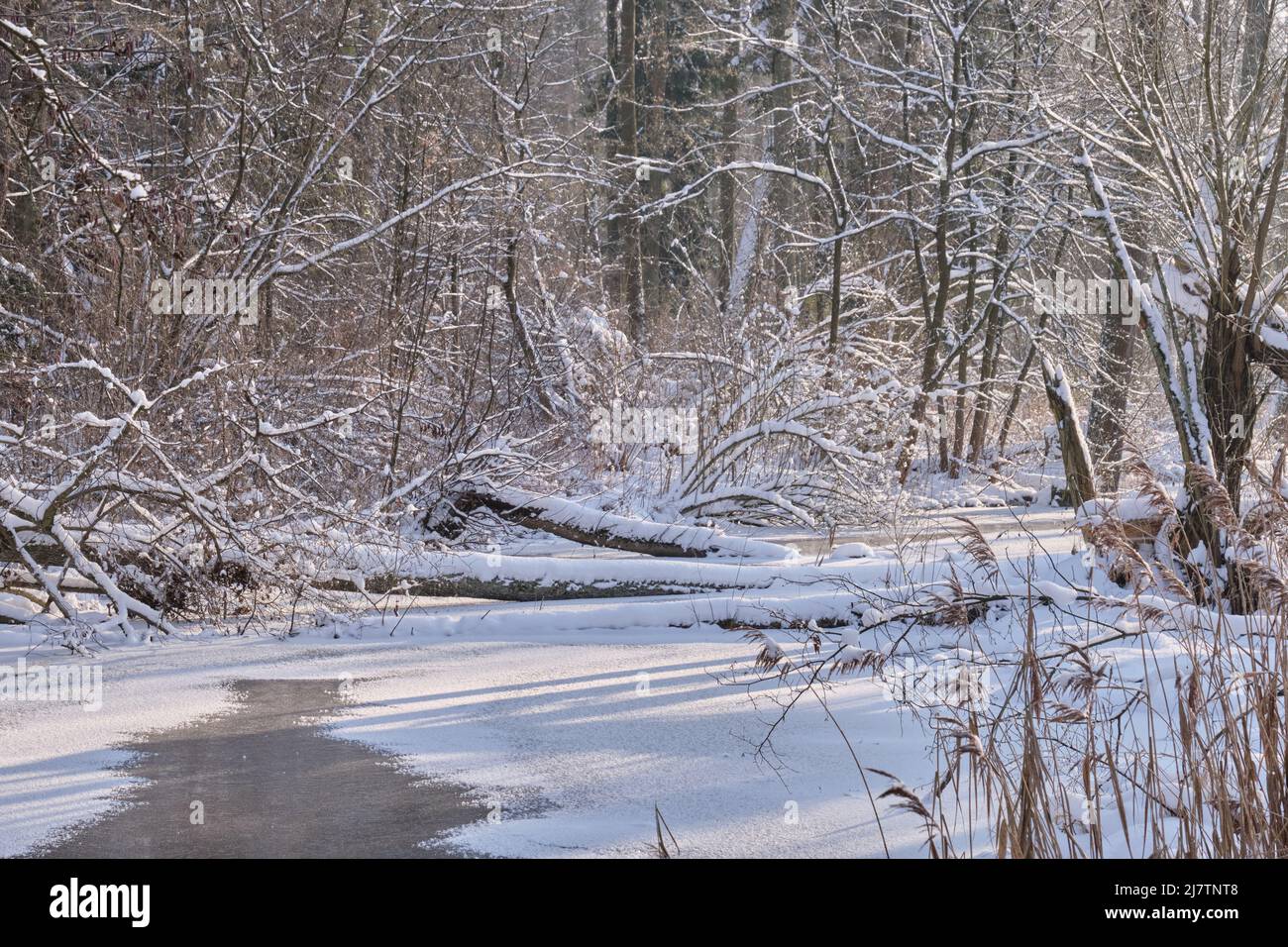 Paysage d'hiver de la rivière Lesna gelée en journée ensoleillée avec arbre brisé à travers, forêt de Bialowieza, Pologne, Europe Banque D'Images
