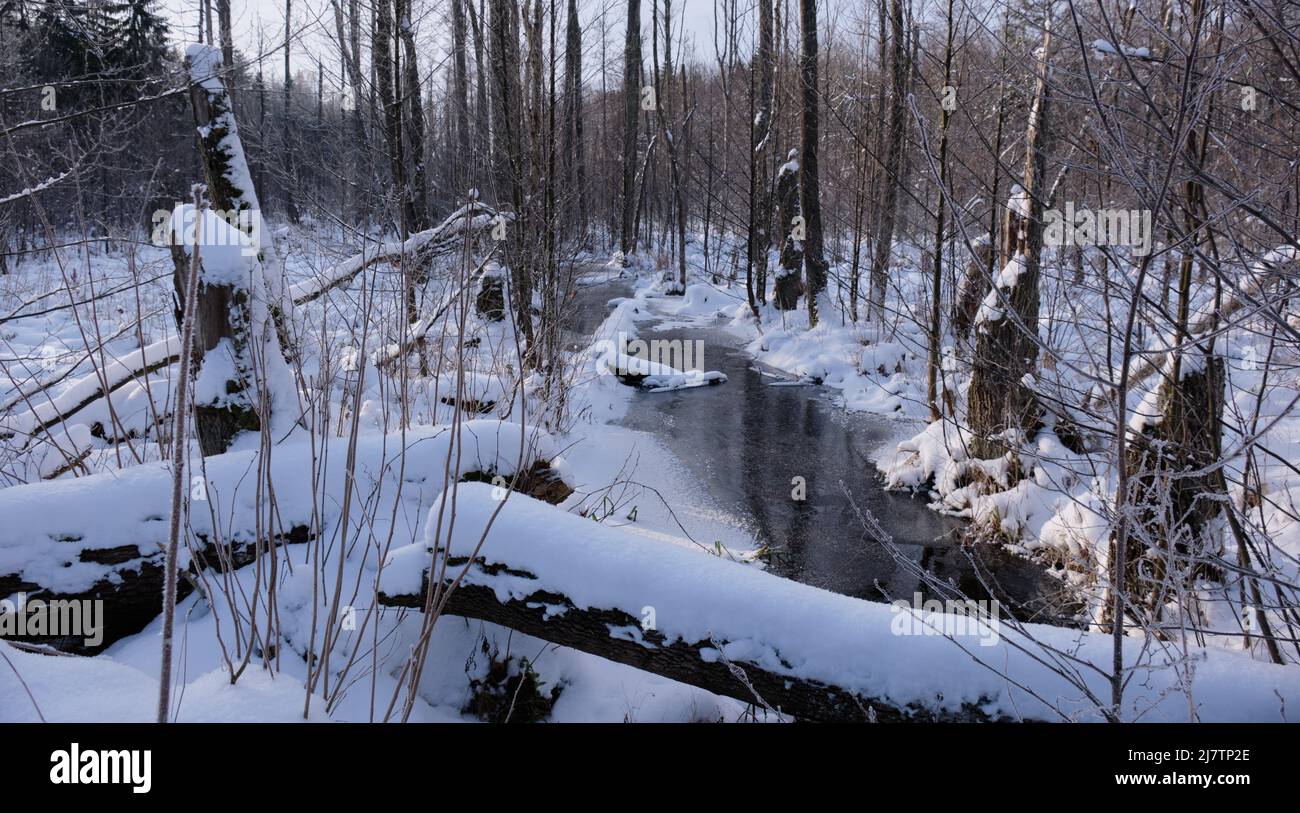 Paysage hivernal de forêt gelée en journée ensoleillée avec neige sèche de roseaux enveloppée en premier plan, forêt de Bialowieza, Pologne, Europe Banque D'Images