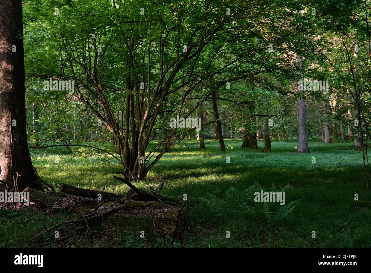 Lumière entrant dans la riche forêt caduque le matin avec de l'herbe sous les arbres autour, forêt de Bialowieza, Pologne, Europe Banque D'Images